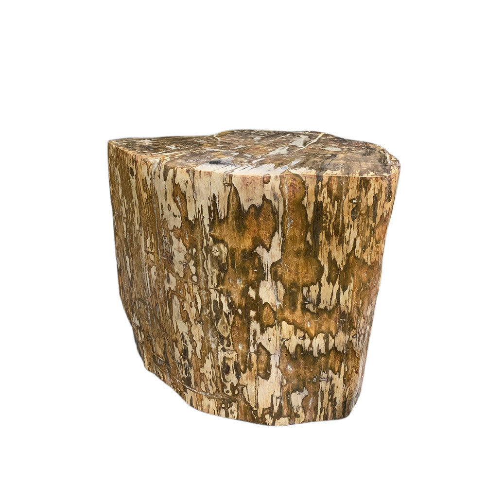 Petrified Wood Stump - Berbere Imports