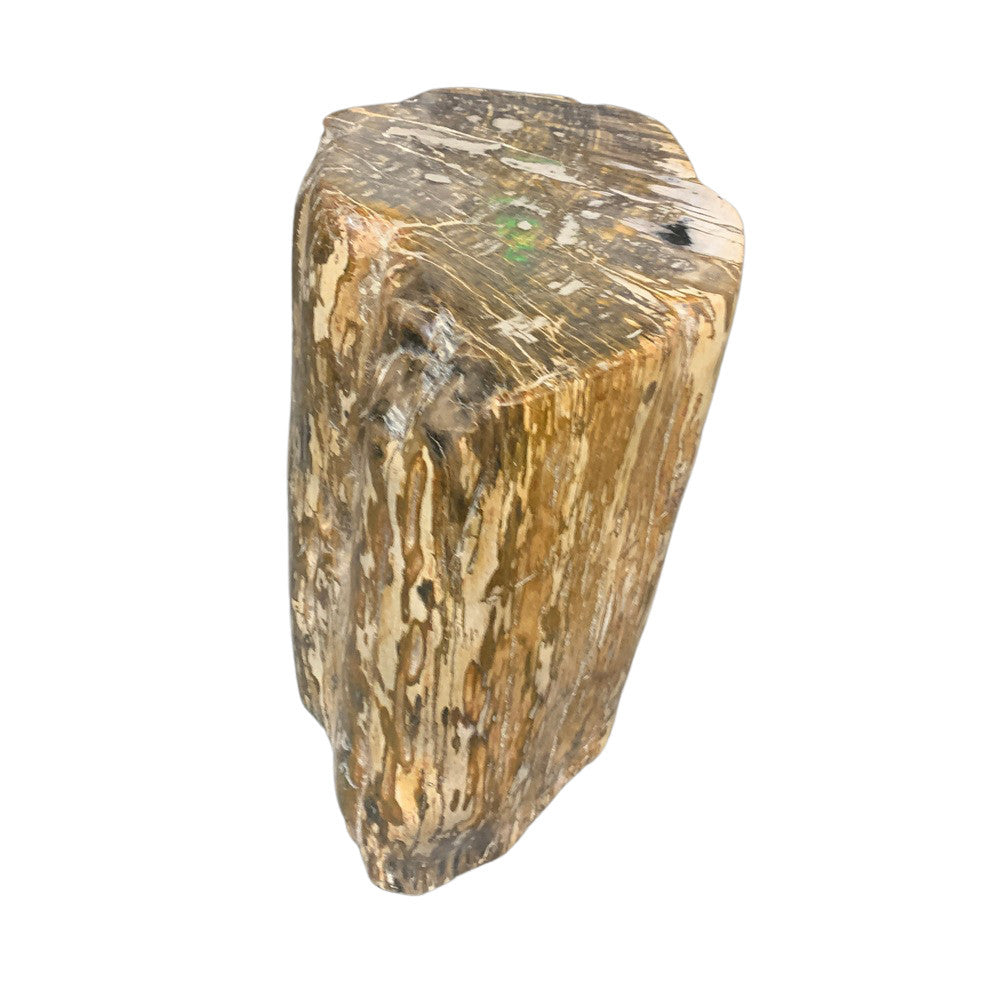 Petrified Wood Stump - Berbere Imports