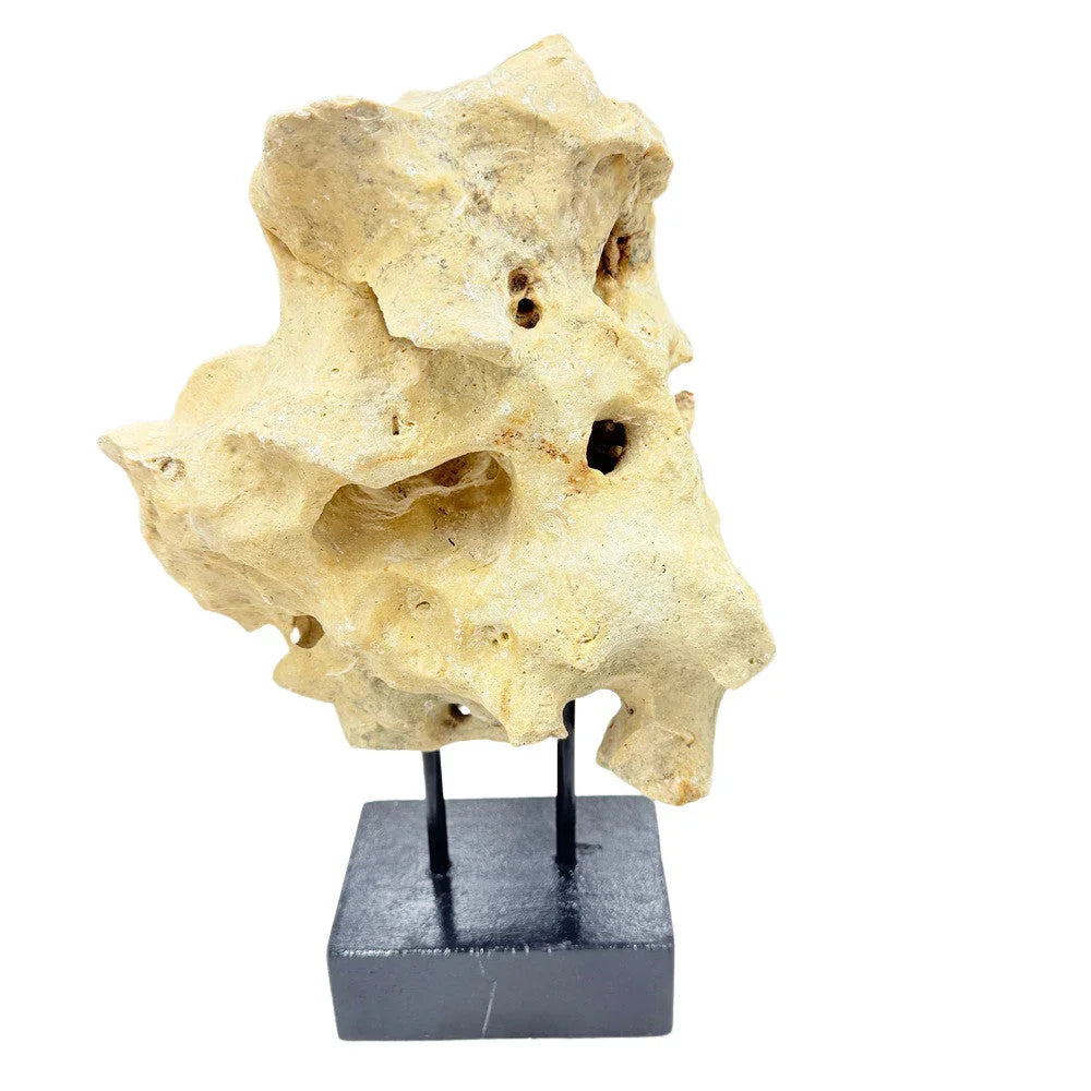 Indonesian Coral Stone On Teak Stand - Berbere Imports