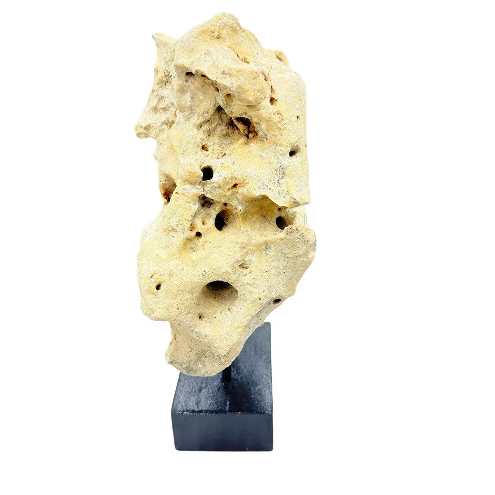 Indonesian Coral Stone On Teak Stand - Berbere Imports