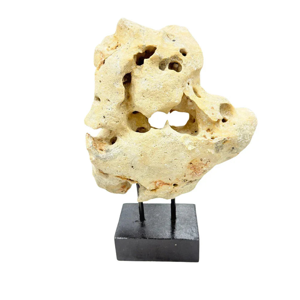 Indonesian Coral Stone On Teak Stand - Berbere Imports