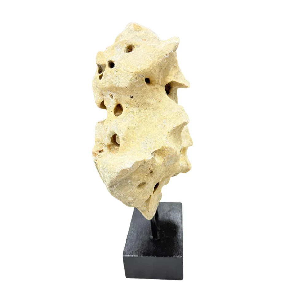 Indonesian Coral Stone On Teak Stand - Berbere Imports