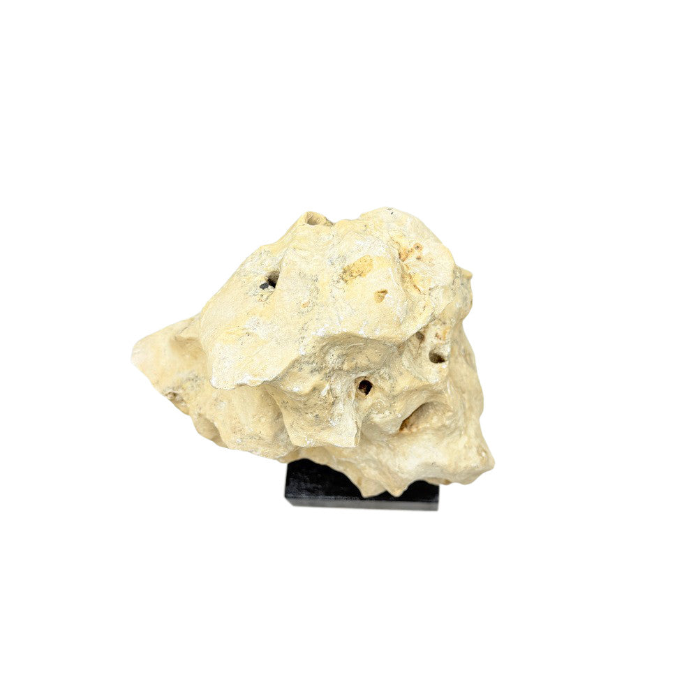 Indonesian Coral Stone On Teak Stand - Berbere Imports