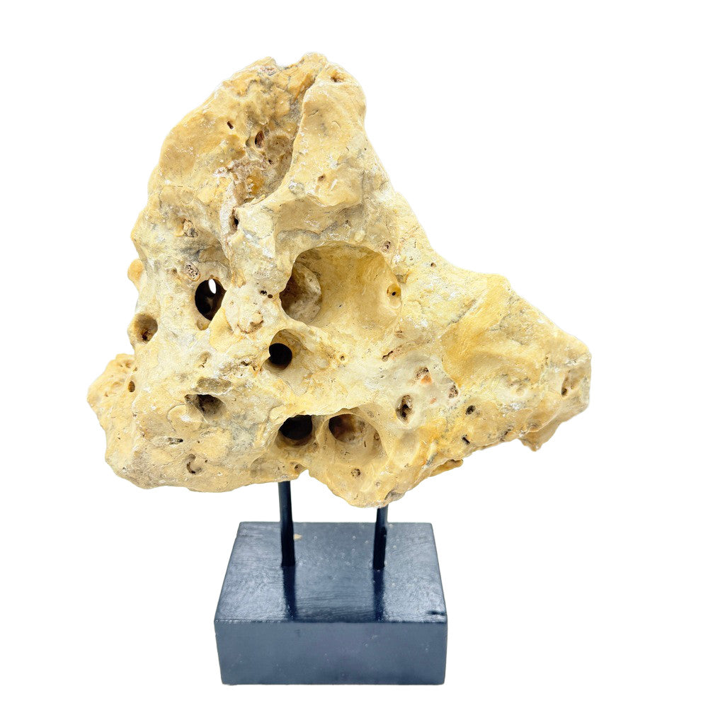 Indonesian Coral Stone On Teak Stand - Berbere Imports