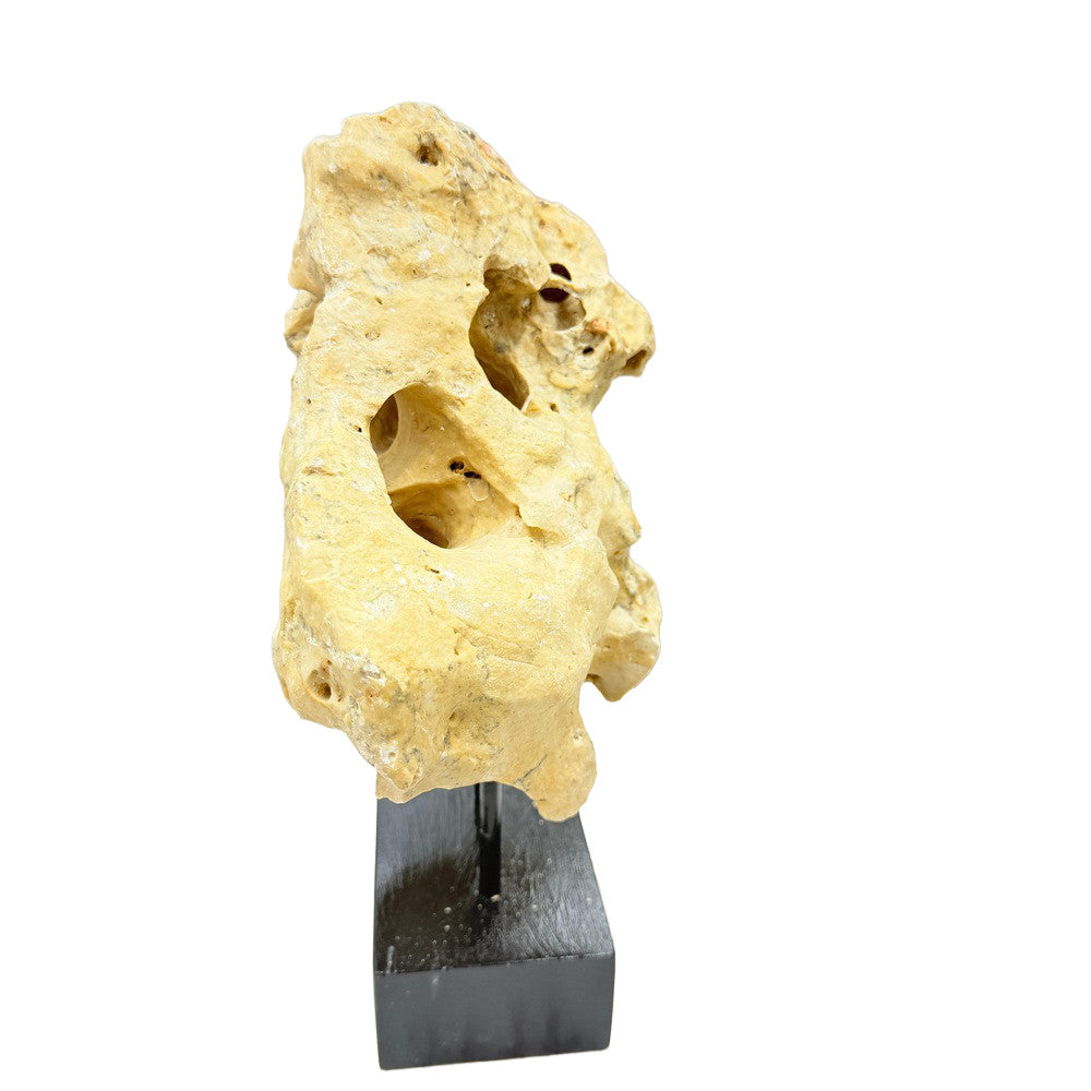 Indonesian Coral Stone On Teak Stand - Berbere Imports