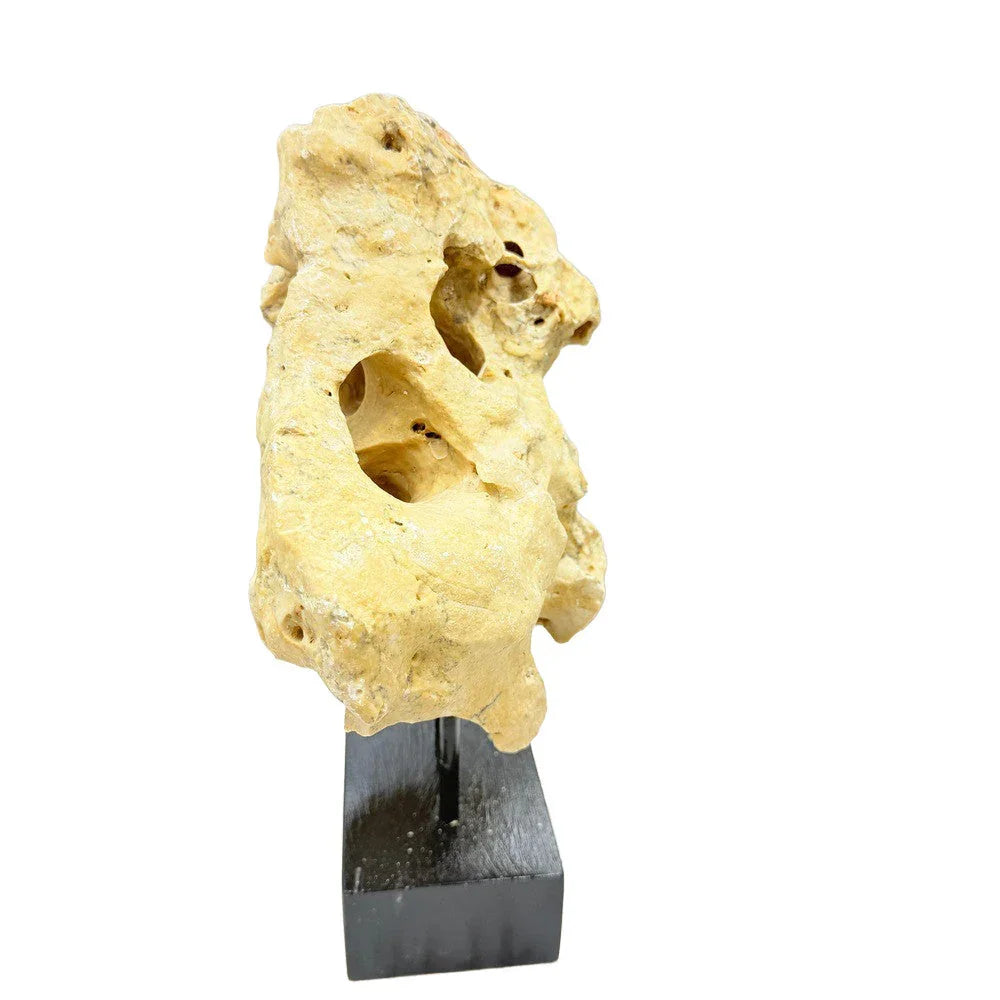 Indonesian Coral On Teak Stand - Berbere Imports