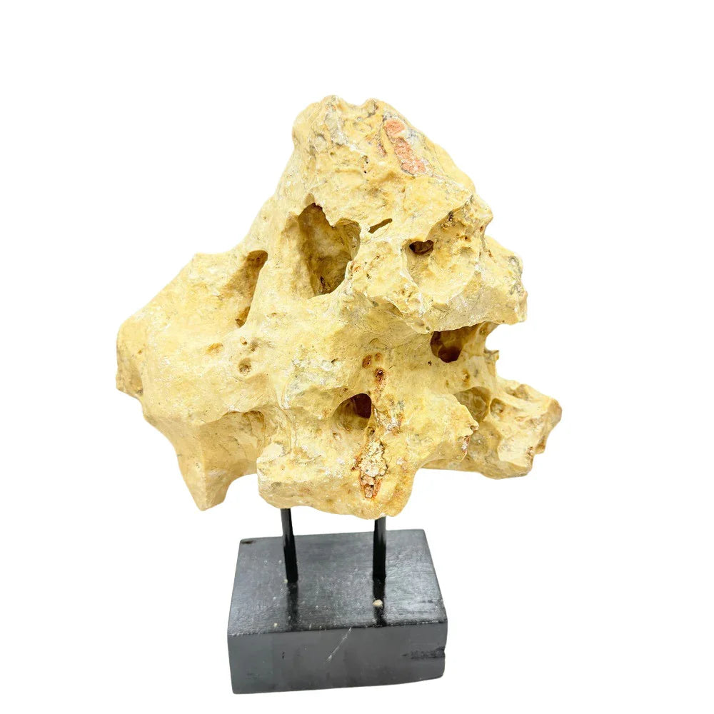 Indonesian Coral Stone On Teak Stand - Berbere Imports