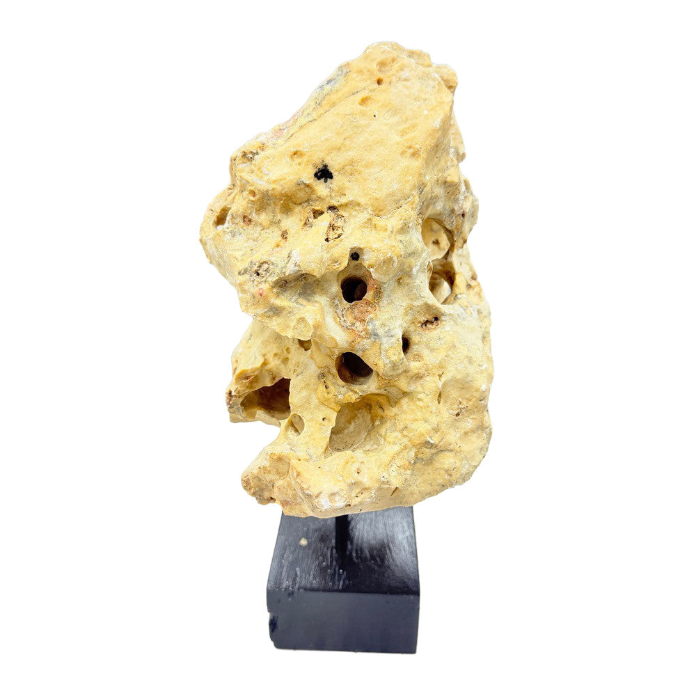 Indonesian Coral Stone On Teak Stand - Berbere Imports