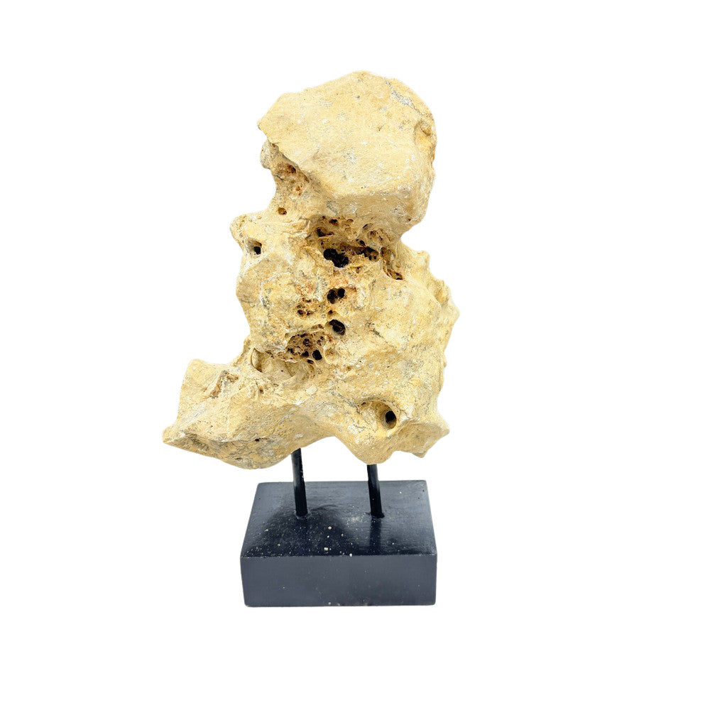 Indonesian Coral Stone On Teak Stand - Berbere Imports