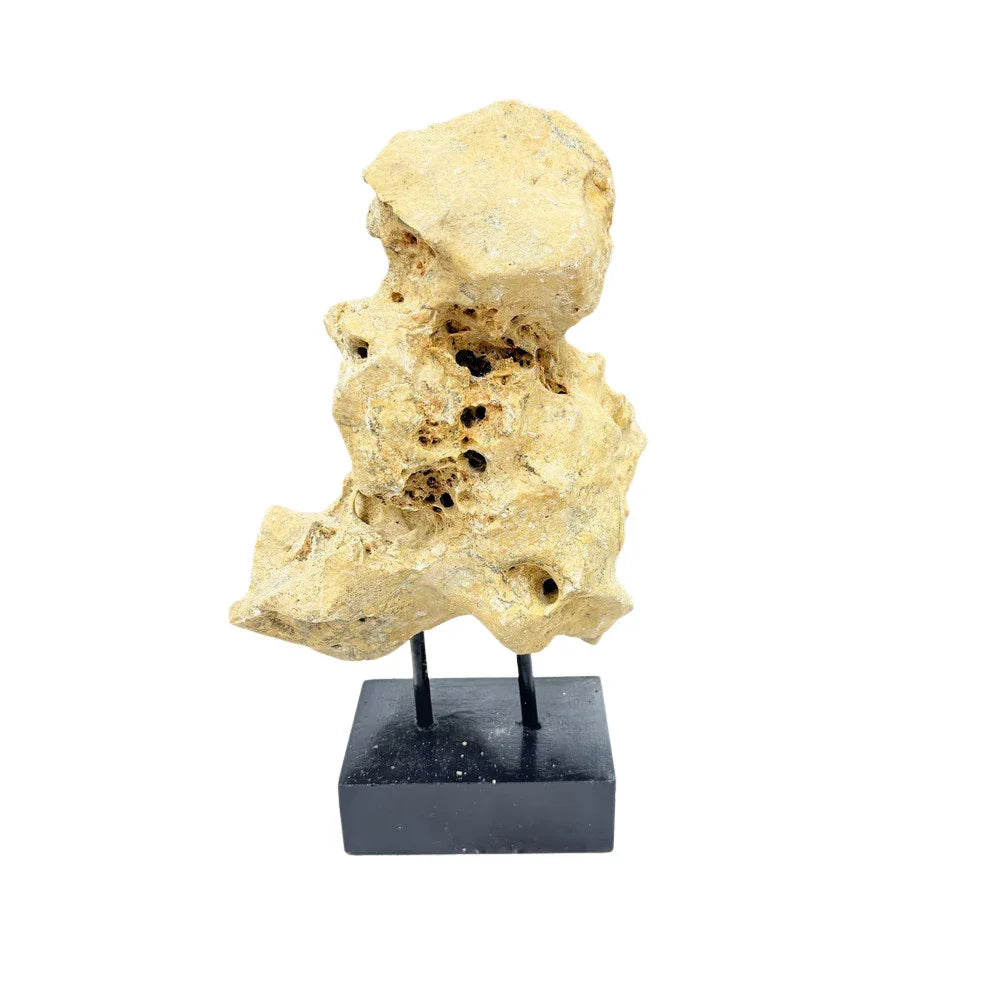 Indonesian Coral Stone On Teak Stand - Berbere Imports