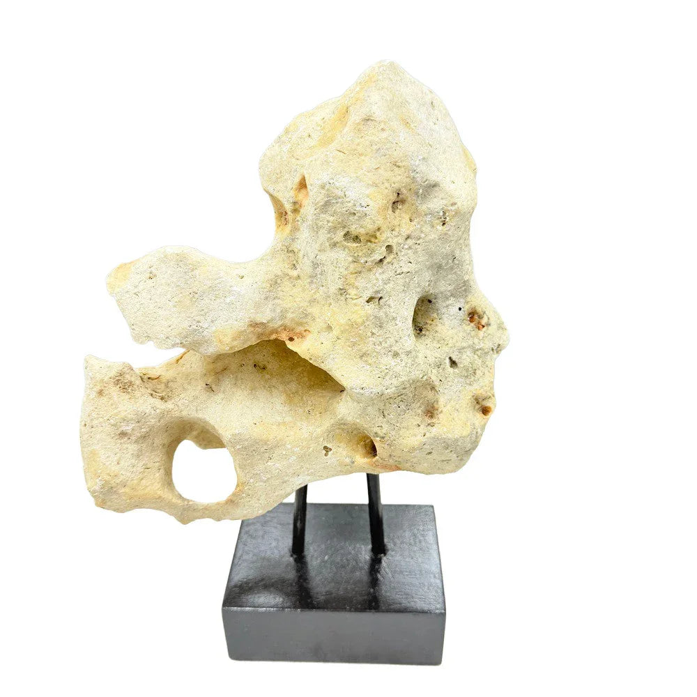 Indonesian Coral Stone On Teak Stand - Berbere Imports