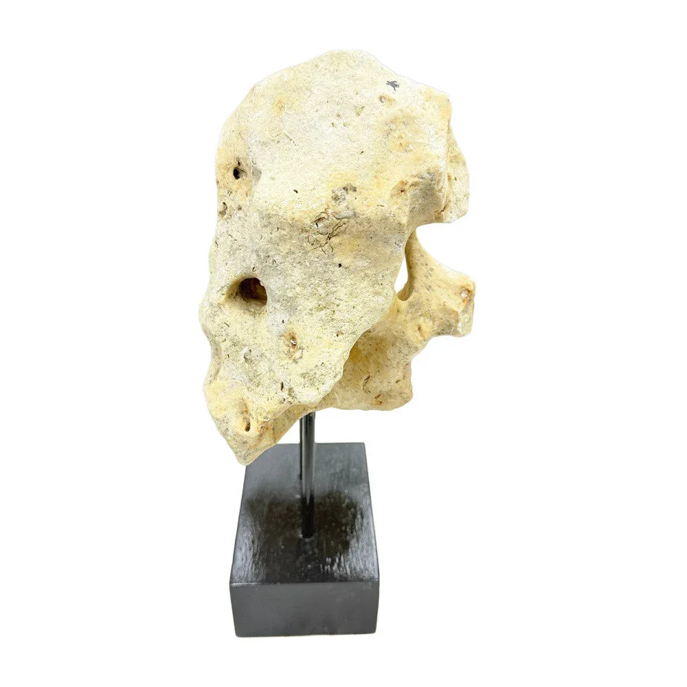 Indonesian Coral Stone On Teak Stand - Berbere Imports