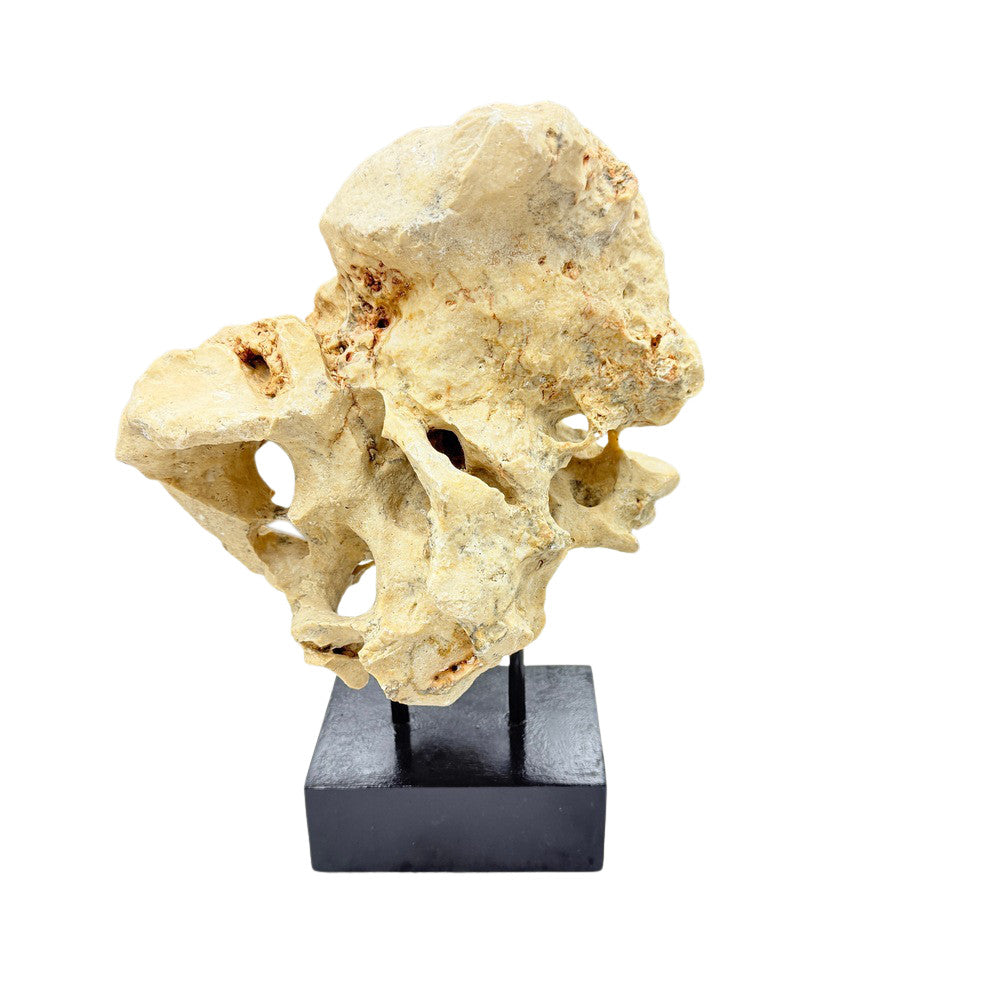 Indonesian Coral Stone On Teak Stand - Berbere Imports