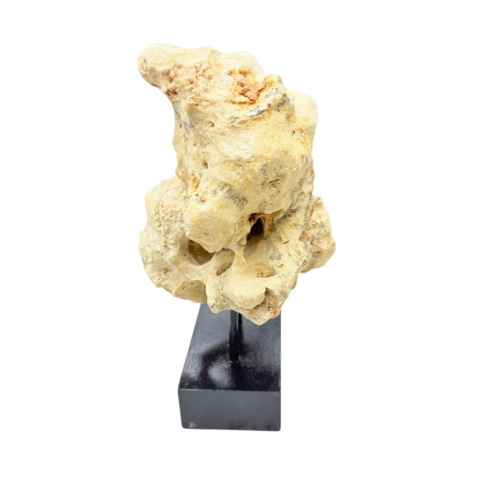 Indonesian Coral Stone On Teak Stand - Berbere Imports