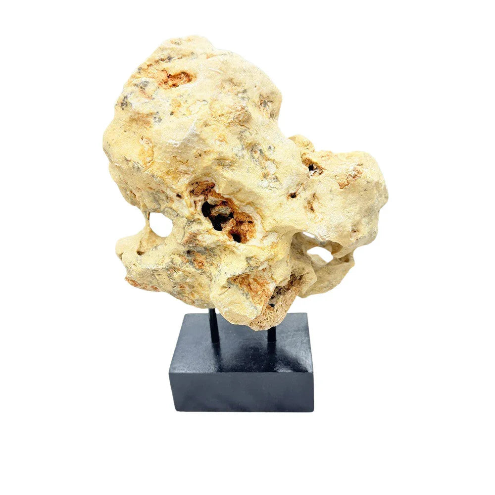 Indonesian Coral Stone On Teak Stand - Berbere Imports
