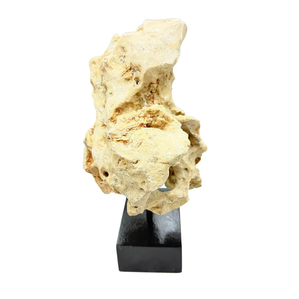 Indonesian Coral On Teak Stand - Berbere Imports
