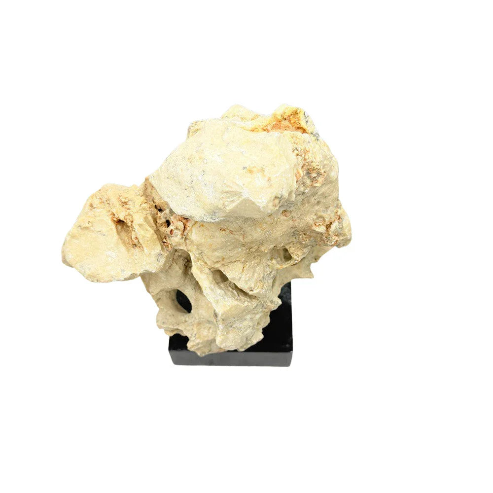 Indonesian Coral Stone On Teak Stand - Berbere Imports