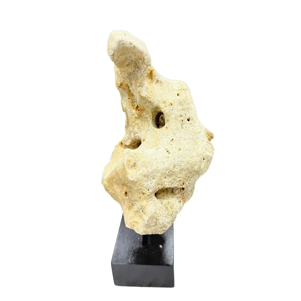 Indonesian Coral Stone On Teak Stand - Berbere Imports