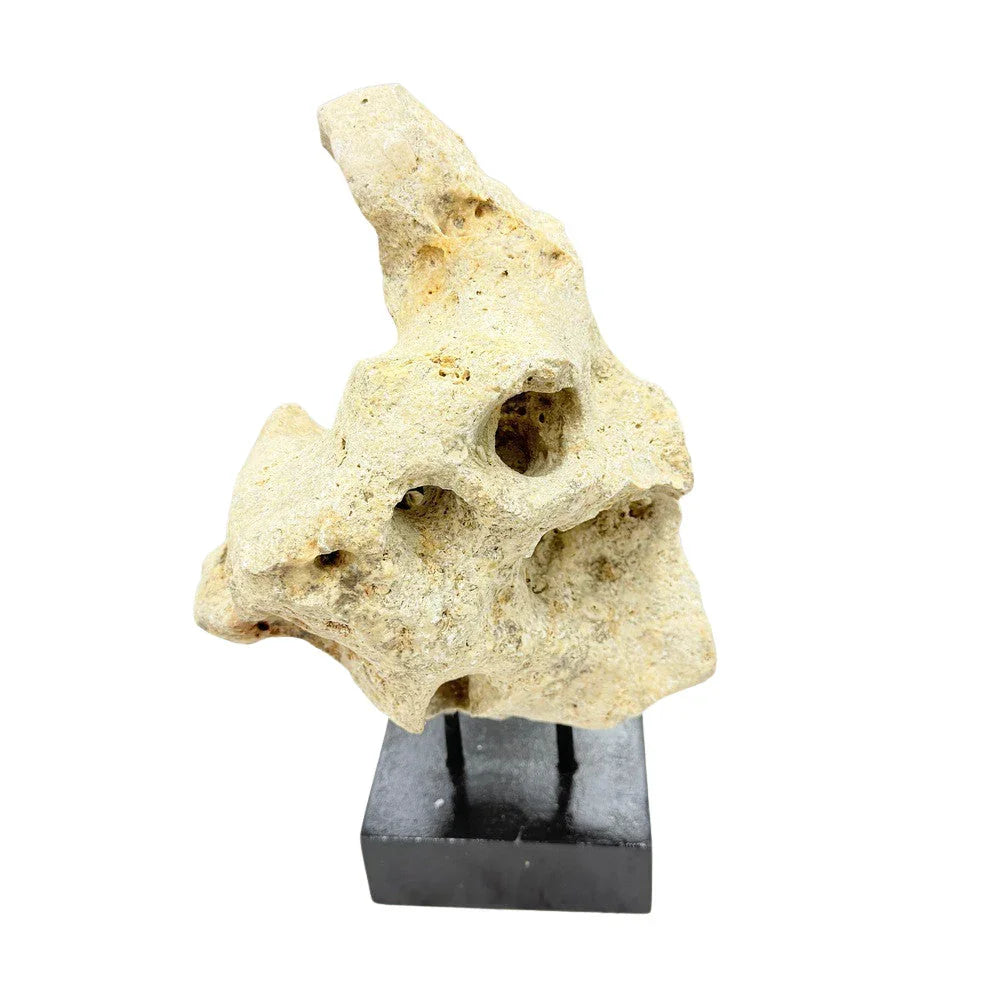 Indonesian Coral Stone On Teak Stand - Berbere Imports