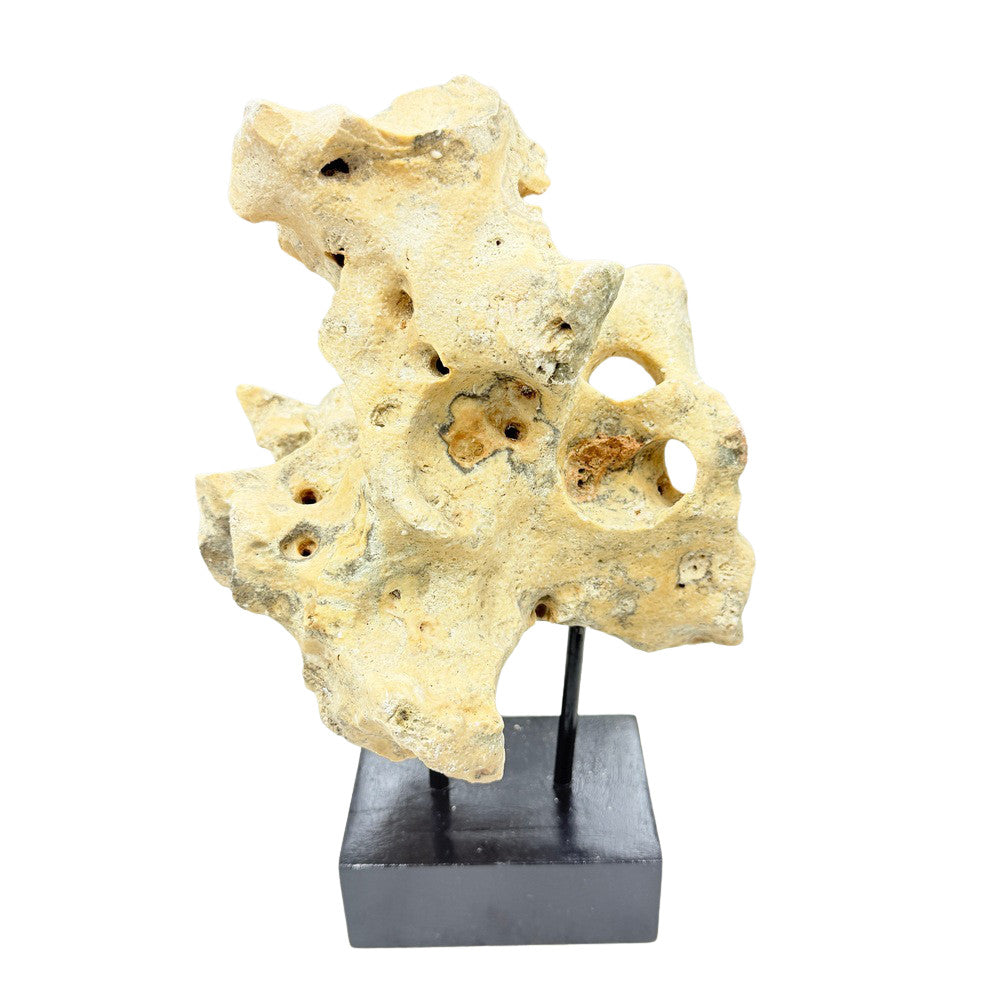 Indonesian Coral Stone On Teak Stand - Berbere Imports