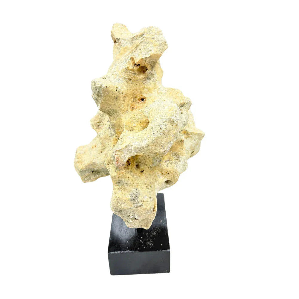Indonesian Coral Stone On Teak Stand - Berbere Imports