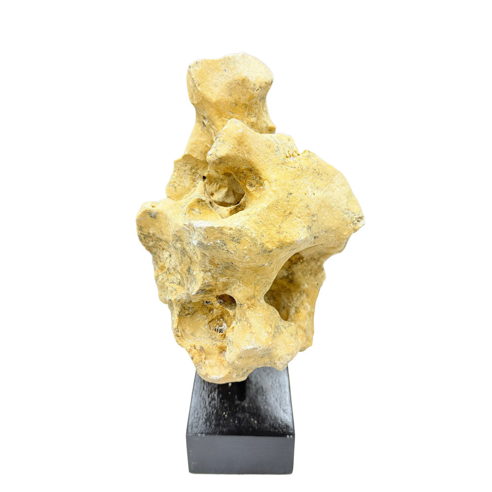 Indonesian Coral Stone On Teak Stand - Berbere Imports