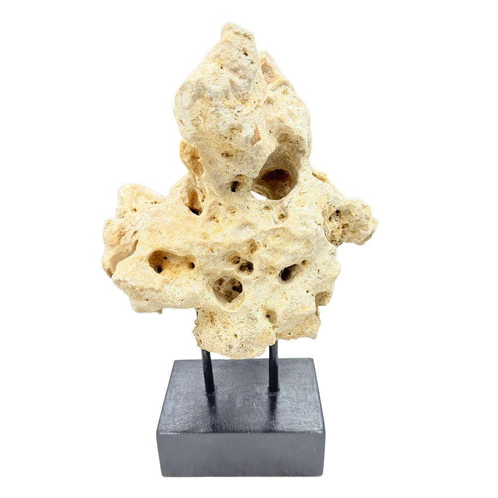 Indonesian Coral Stone On Teak Stand - Berbere Imports