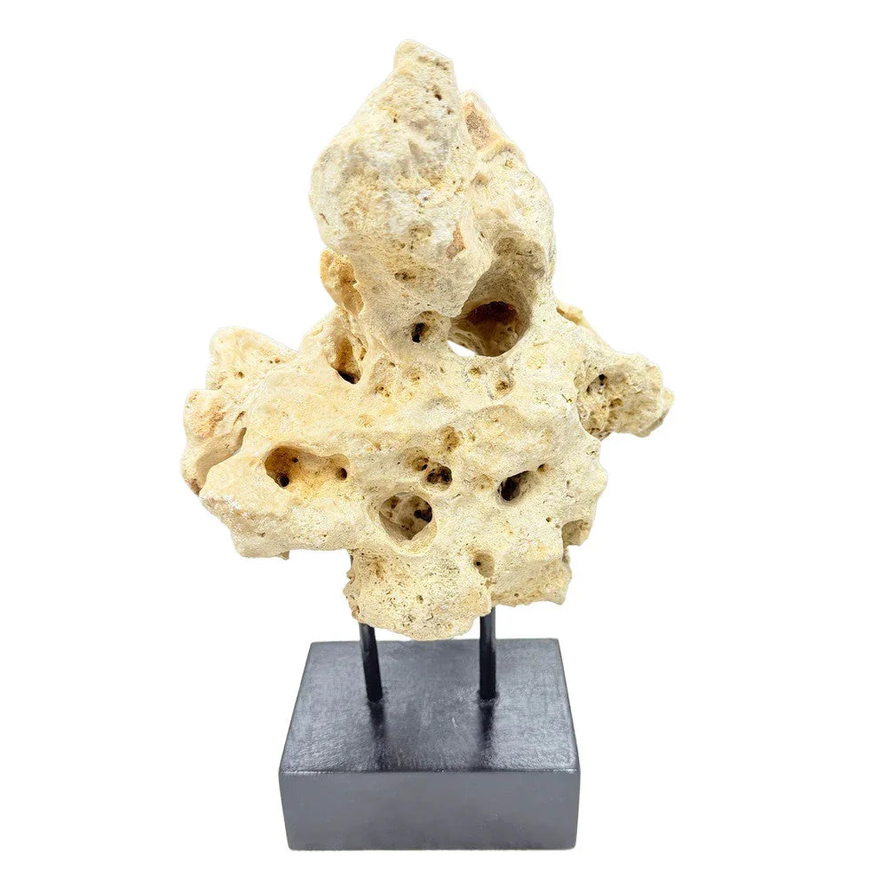 Indonesian Coral On Teak Stand - Berbere Imports