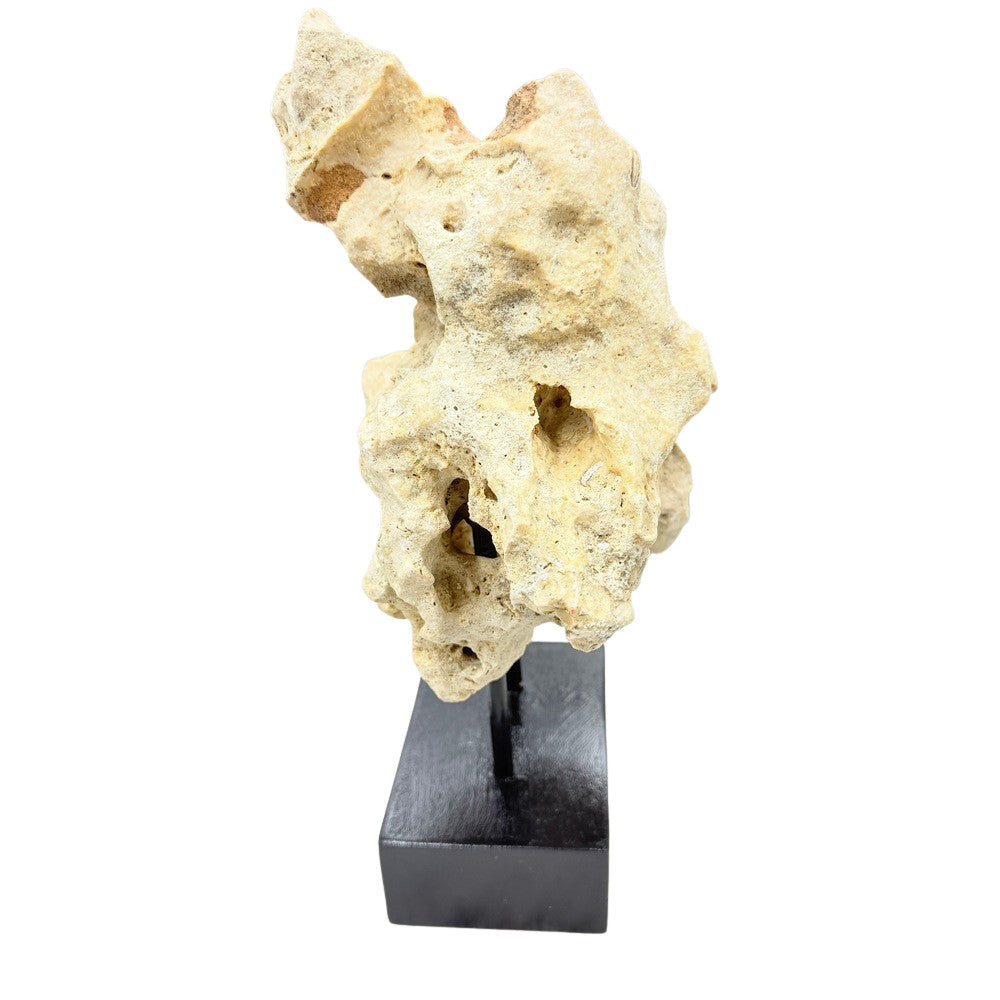 Indonesian Coral On Teak Stand - Berbere Imports