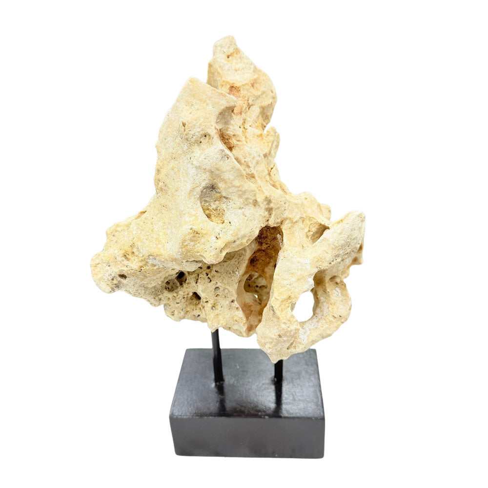 Indonesian Coral Stone On Teak Stand - Berbere Imports