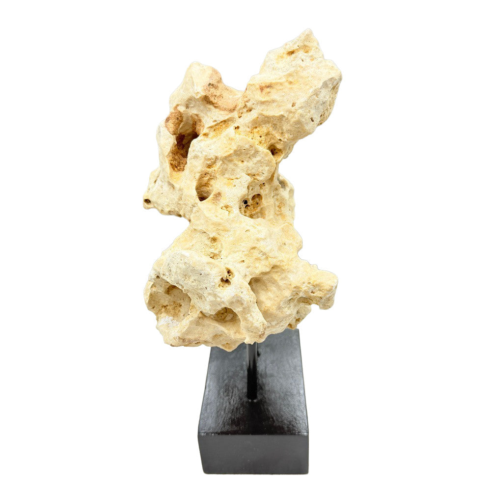 Indonesian Coral Stone On Teak Stand - Berbere Imports