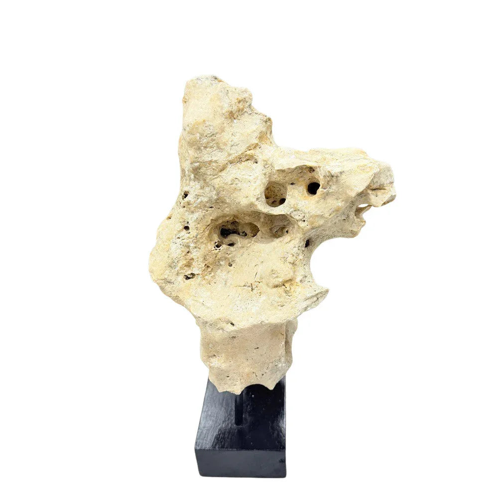 Indonesian Coral On Teak Stand - Berbere Imports