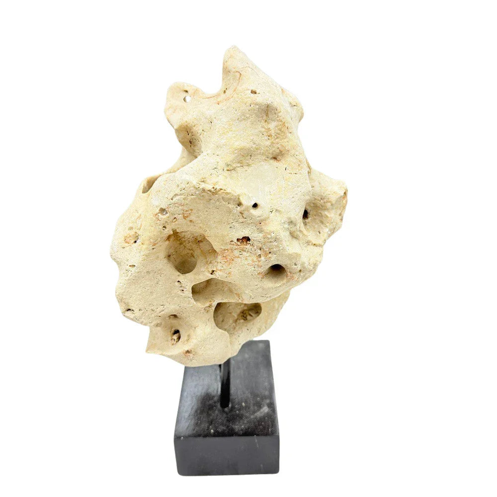 Indonesian Coral Stone On Teak Stand - Berbere Imports