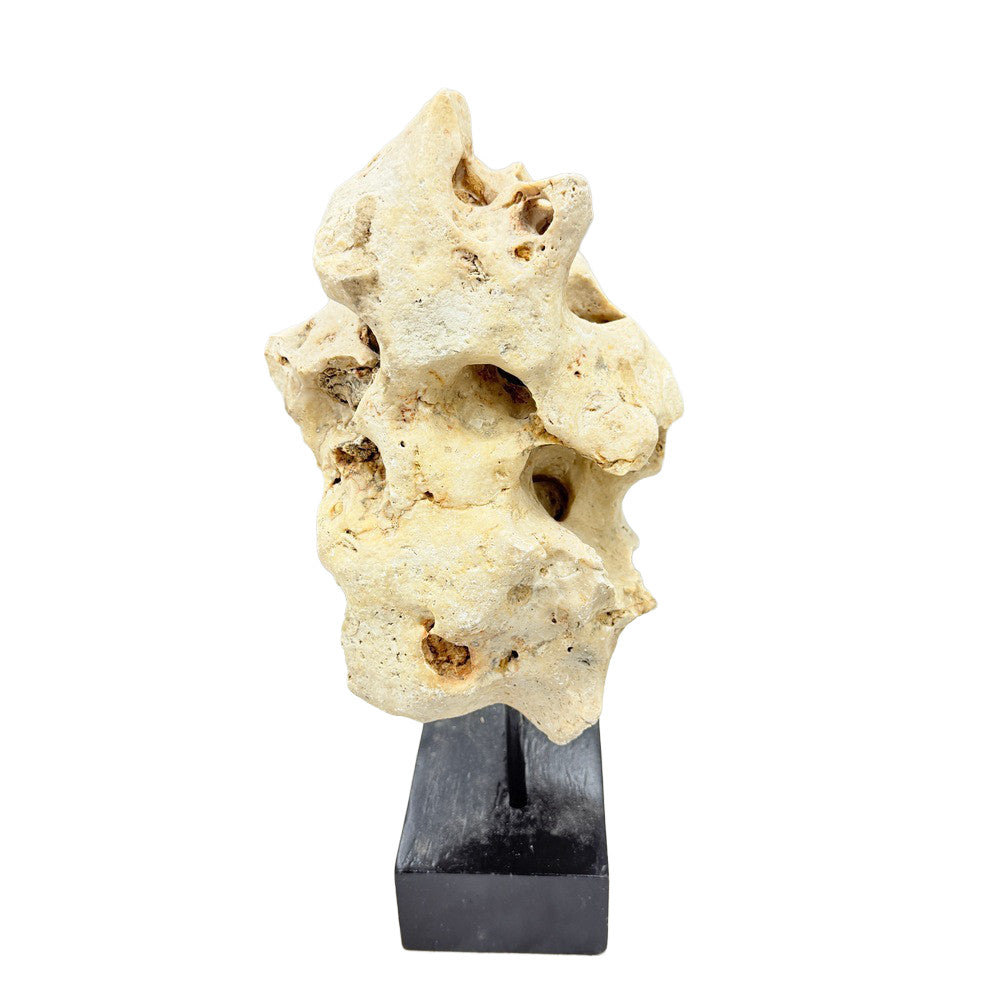 Indonesian Coral Stone On Teak Stand - Berbere Imports