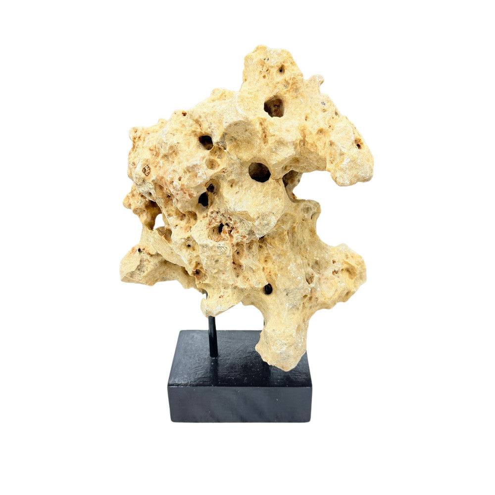 Indonesian Coral Stone On Teak Stand - Berbere Imports