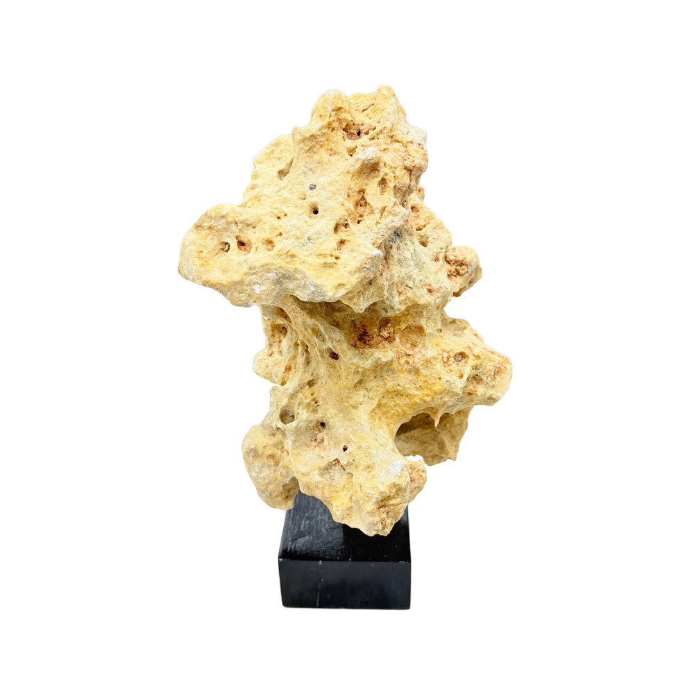 Indonesian Coral Stone On Teak Stand - Berbere Imports