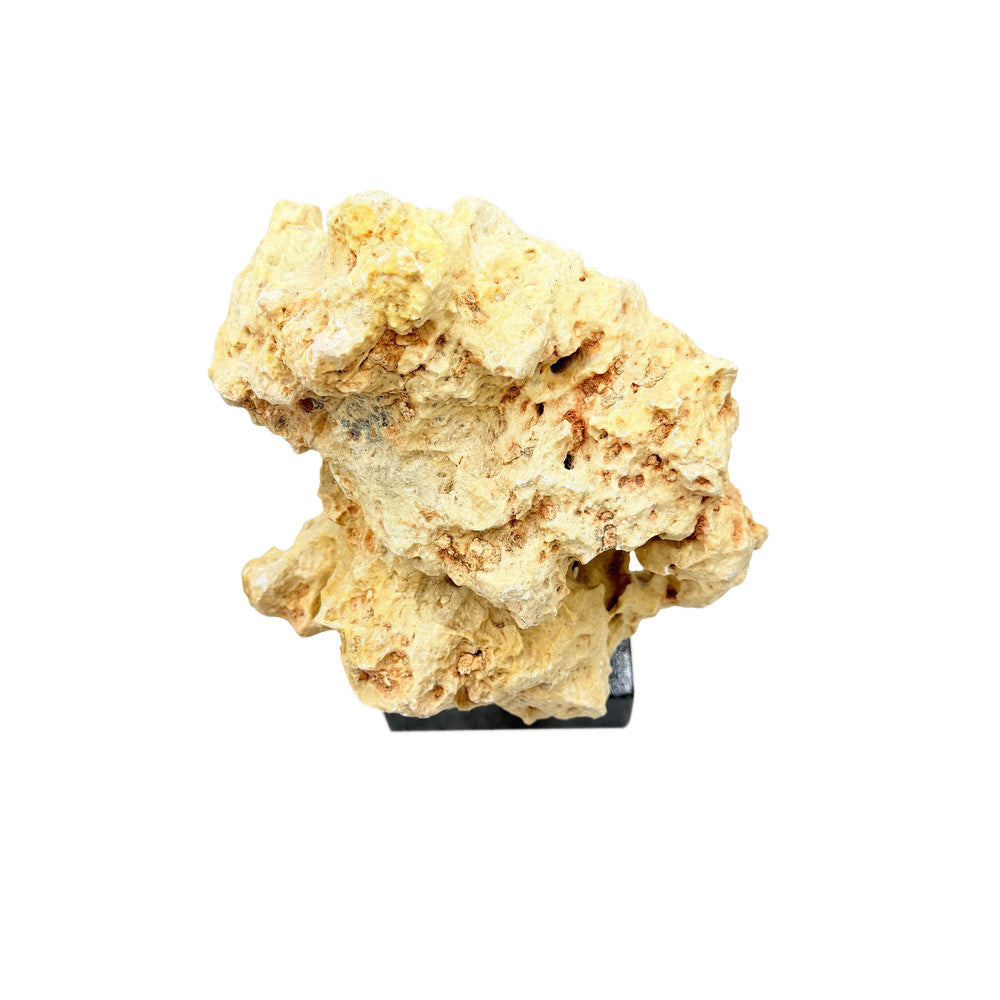 Indonesian Coral On Teak Stand - Berbere Imports