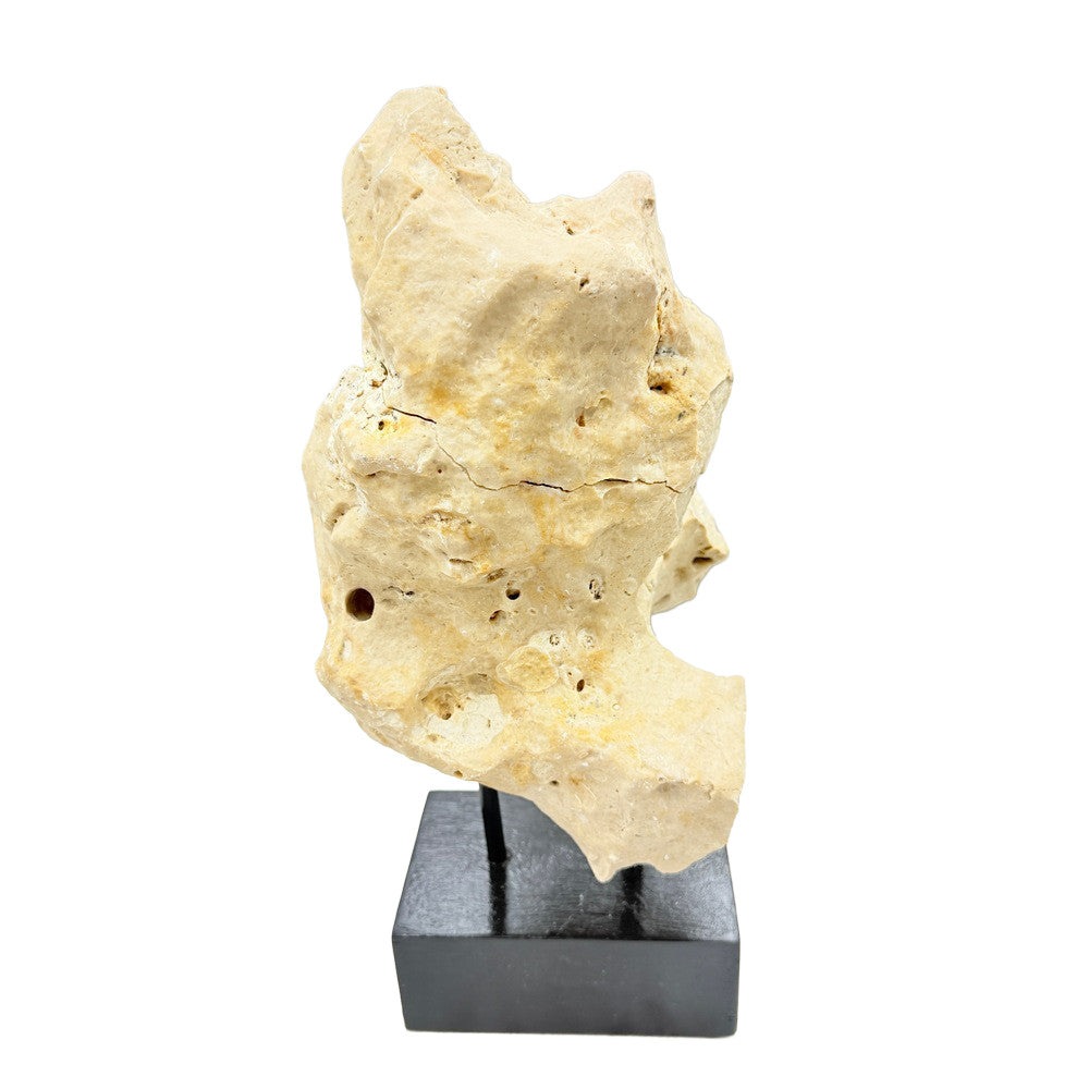 Indonesian Coral On Teak Stand - Berbere Imports