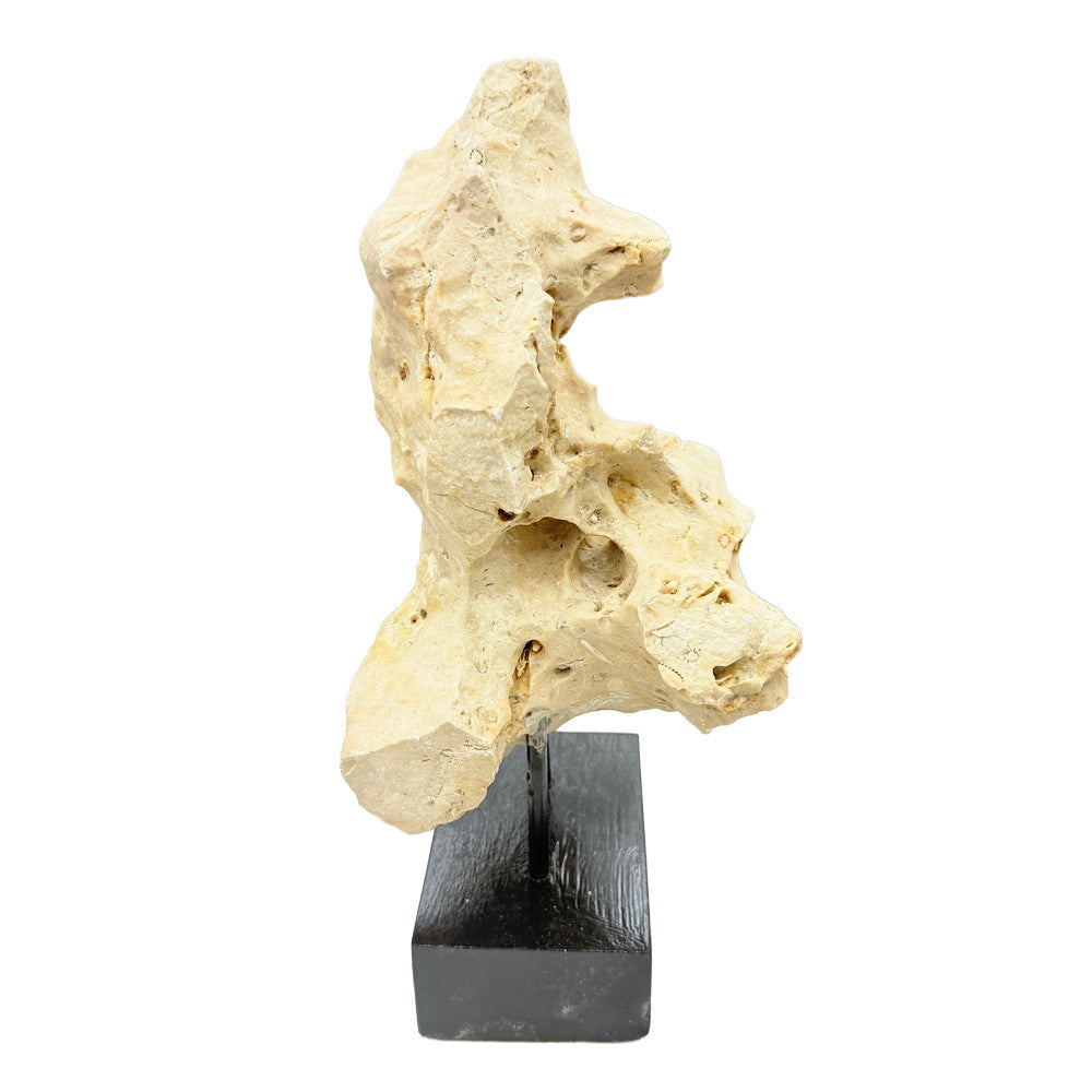 Indonesian Coral Stone On Teak Stand - Berbere Imports