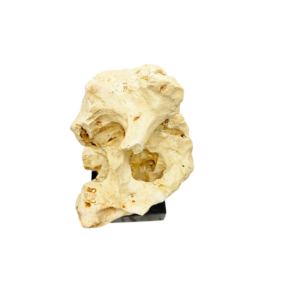 Indonesian Coral On Teak Stand - Berbere Imports