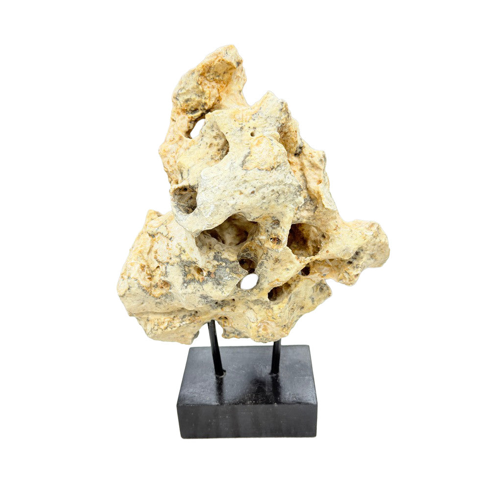 Indonesian Coral Stone On Teak Stand - Berbere Imports