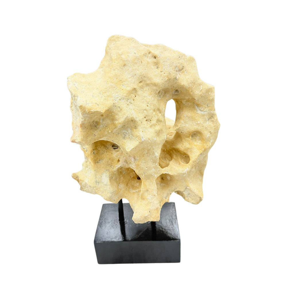 Indonesian Coral Stone On Teak Stand - Berbere Imports