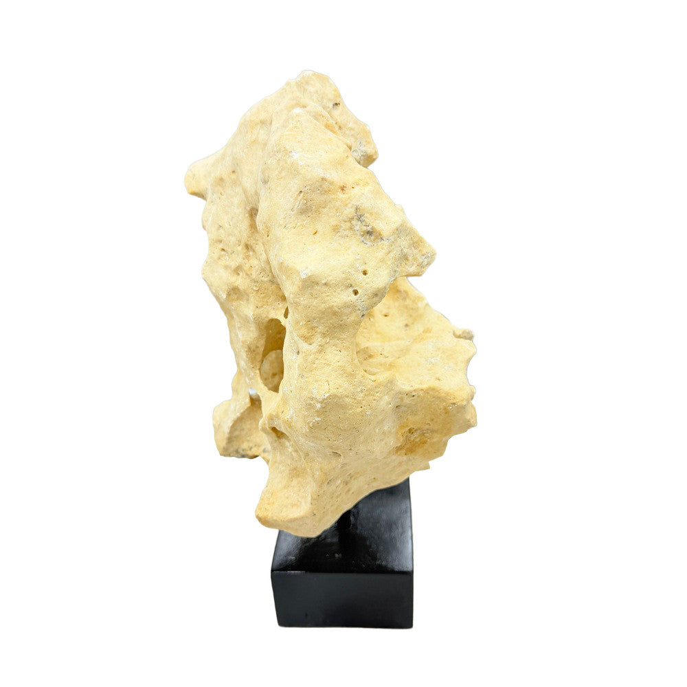 Indonesian Coral Stone On Teak Stand - Berbere Imports