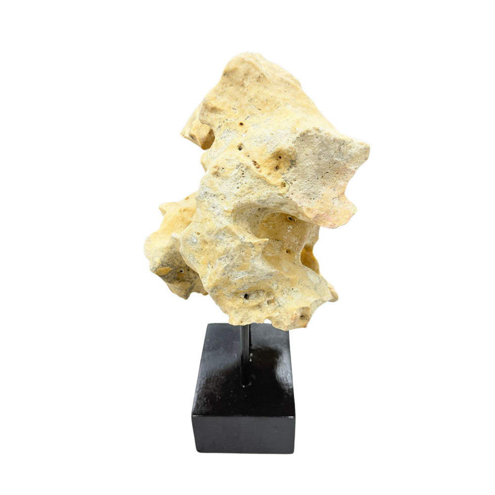 Indonesian Coral Stone On Teak Stand - Berbere Imports
