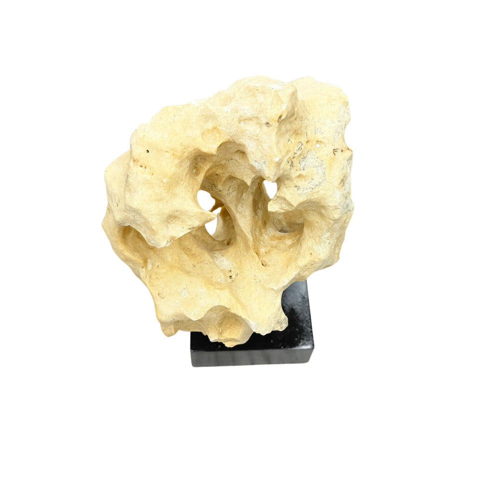 Indonesian Coral Stone On Teak Stand - Berbere Imports