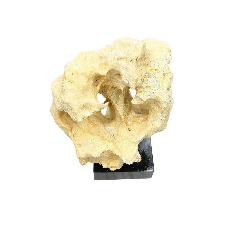Indonesian Coral Stone On Teak Stand - Berbere Imports