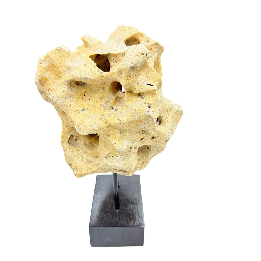 Indonesian Coral Stone On Teak Stand - Berbere Imports