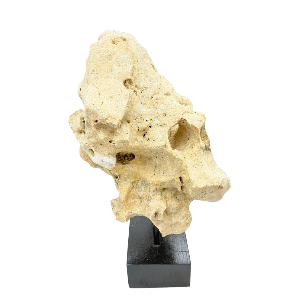 Indonesian Coral Stone On Teak Stand - Berbere Imports