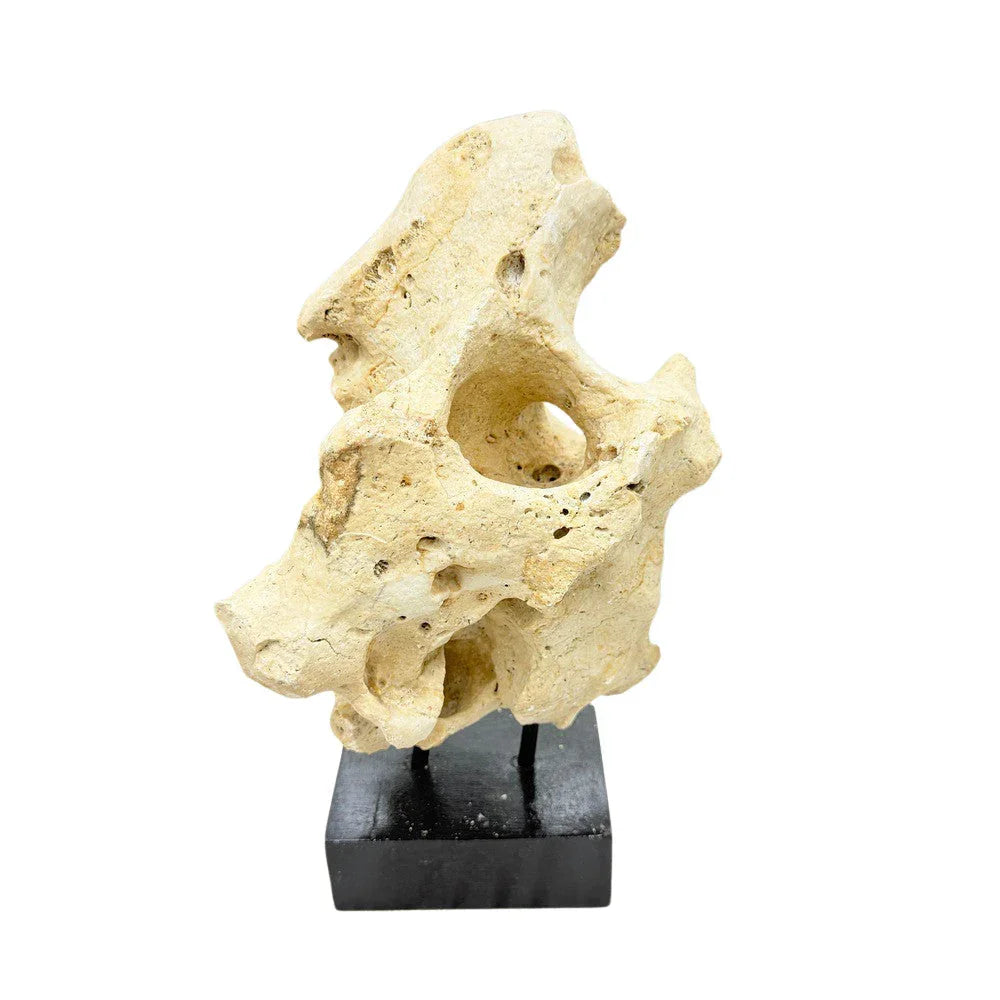 Indonesian Coral Stone On Teak Stand - Berbere Imports