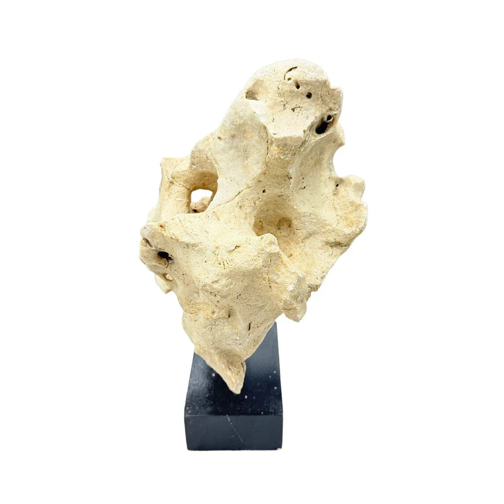 Indonesian Coral Stone On Teak Stand - Berbere Imports